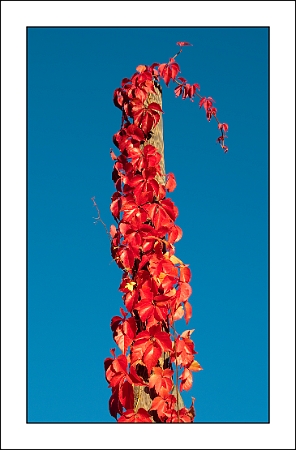 Edera rossa